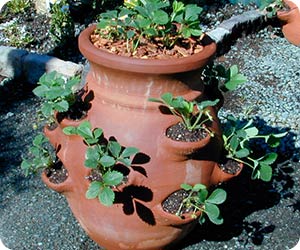 container-gardening[1]