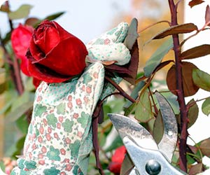 rose-pruning