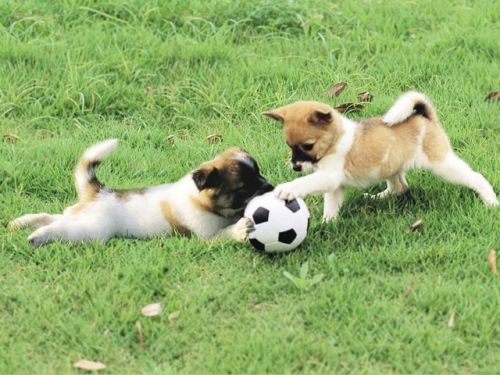 puppies-pets-playing-dog-animal-park-grass