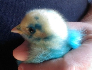 bluechick