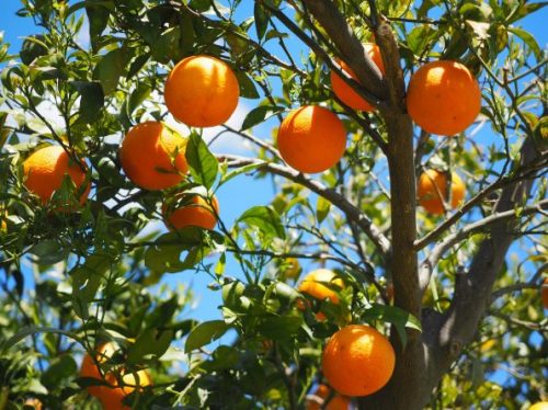 oranges-1117628_1920-595x446